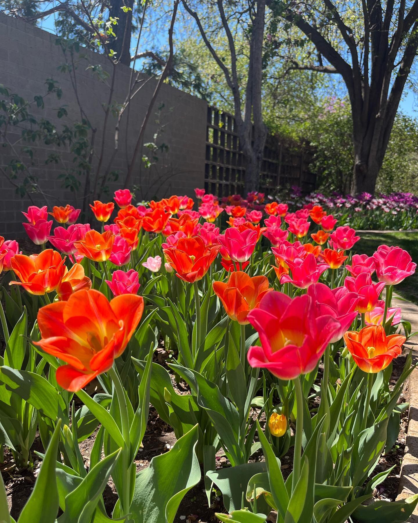 There is no better place to meet than outdoors during tulip season. Thank you for supporting Shelter and Rain as we meet with survivors to provide mentoring and hope. #survivor #hope #mentoring #restoration #innerhealing #freedomprotectionrestoration