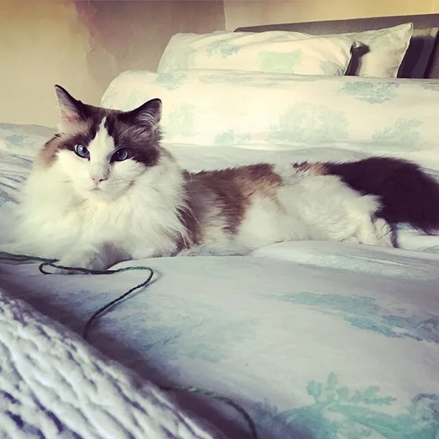 Extra Demanding, Extra Needy, Extra Gorgeous. Just Extra Everything At The Moment ⚡️ #catsonlockdown #ragdollcat