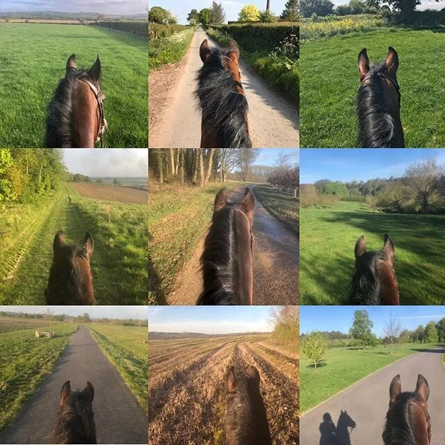 Everything Looks Better Through These Two Ears ⚡️ #welshcob #equestrianlife #lockdown #happyplace