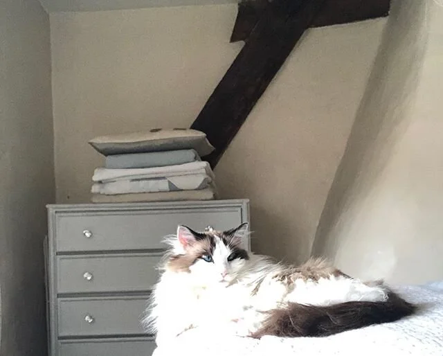 Her Life ⚡️ #ragdollcat #catsonlockdown