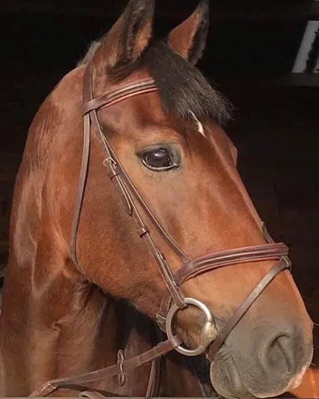 Classic MB ⚡️ #welshcob #horseportrait