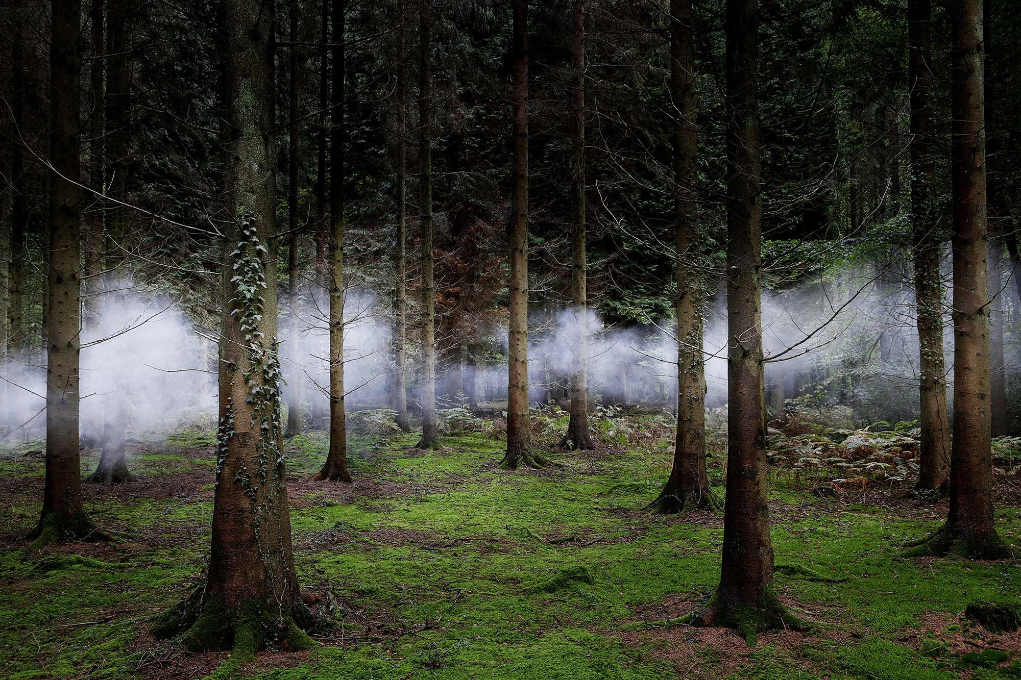 Between-the-Trees-1.jpg