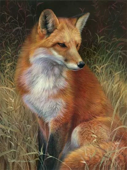 Art-  Red Fox -  by Joni Johnson-Godsy