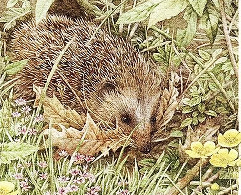 Σκαντζόχοιρος: από τον μύθο στη λαϊκή παράδοση