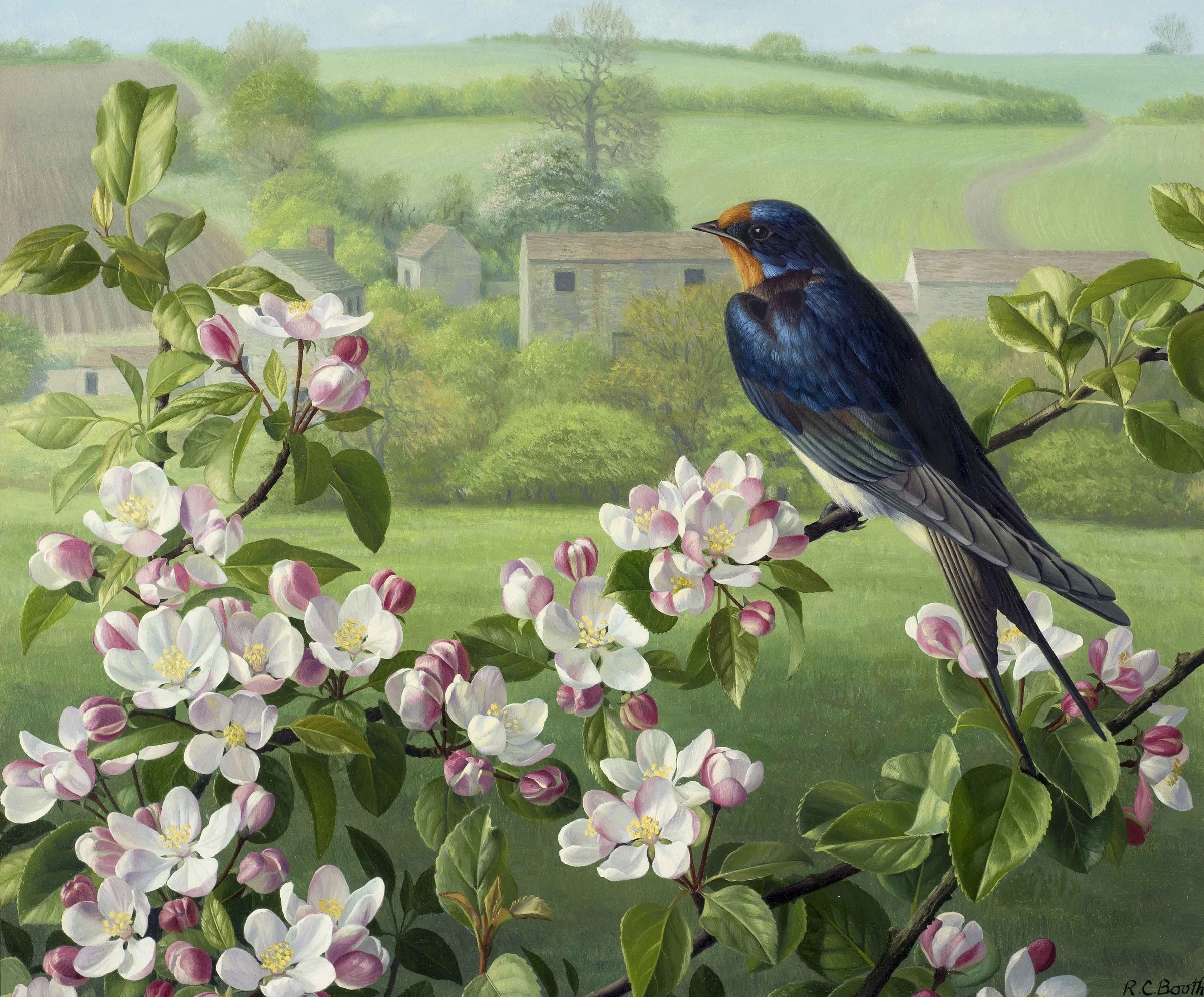 Swallow and Crab Apple Blossom | Raymond Booth