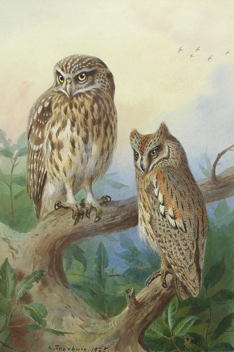 Little Owl and Scops Owl. Signed and dated 'A. Thorburn. 1925