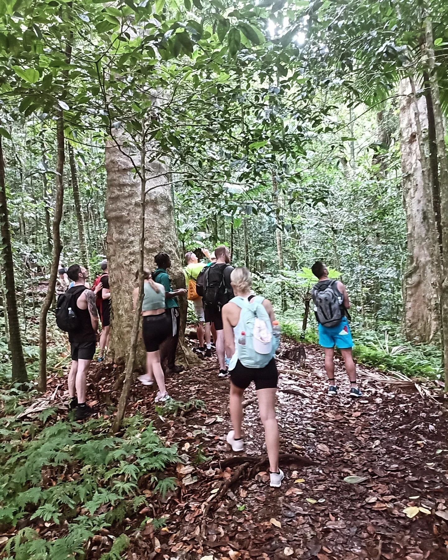 Green Vervet Monkey Siting on Mt Liamuiga Trek with @pandocruises hikers