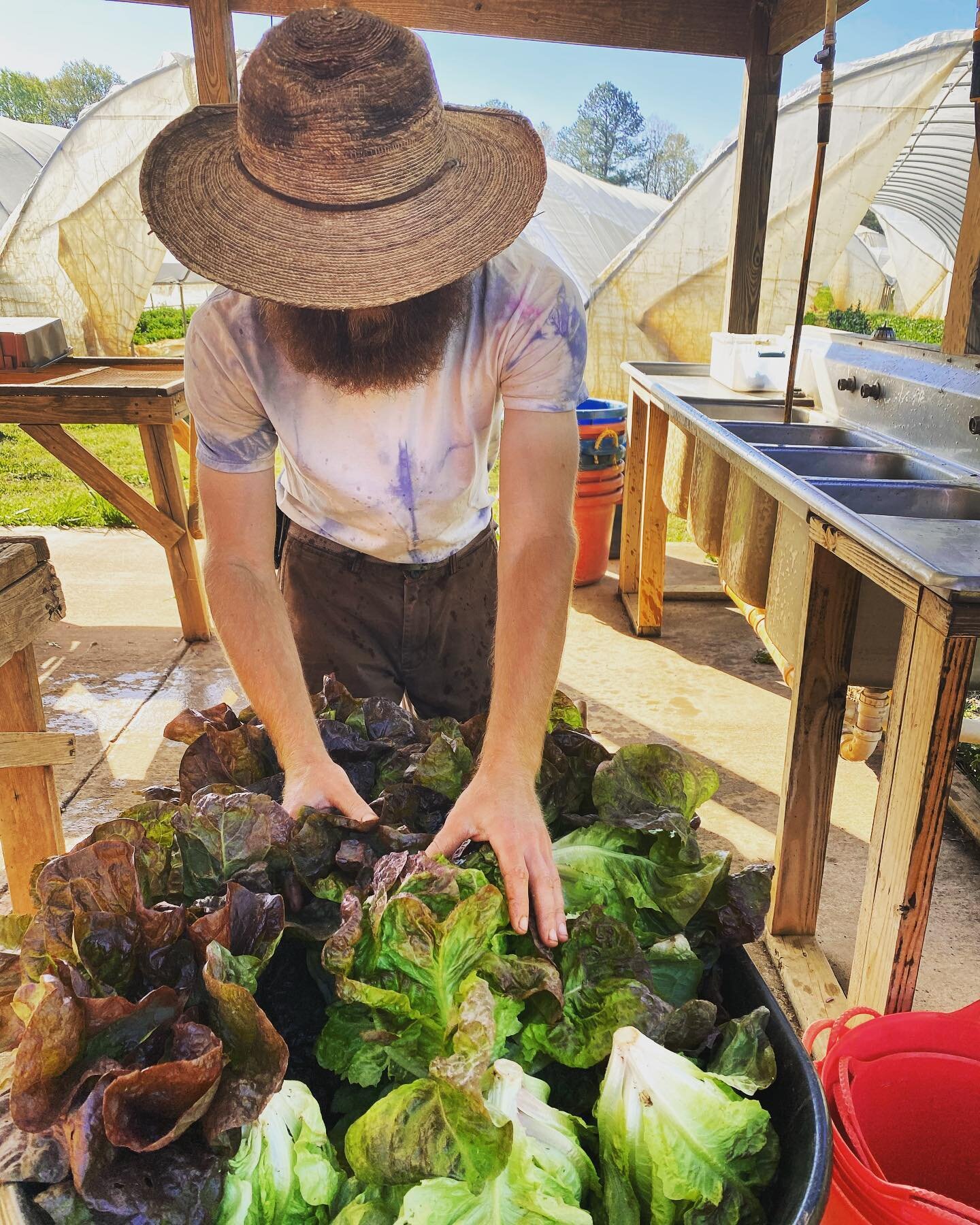 We grow lettuces year round here on the farm. The salanova, butterhead, little gem and romaine varieties thrive through winter and Spring. Then, we switch over to growing Summer Crisp varieties that are much more tolerant of the Summer and Fall heat 