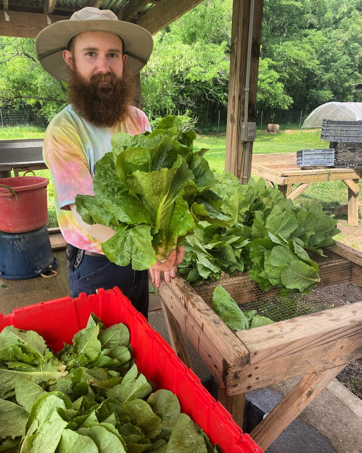 Romaine Lettuce Harvest with Matt and he verified that the largest head weighed in at 2.5lbs! 
🌱
We make a homemade ranch or Caesar salad dressing and top with GF croutons and anchovies. 
🌱
Shop them and much more weekly in The Farm Store or from o