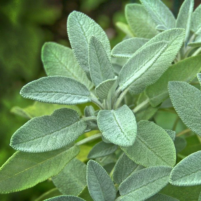 sage-plant.jpeg