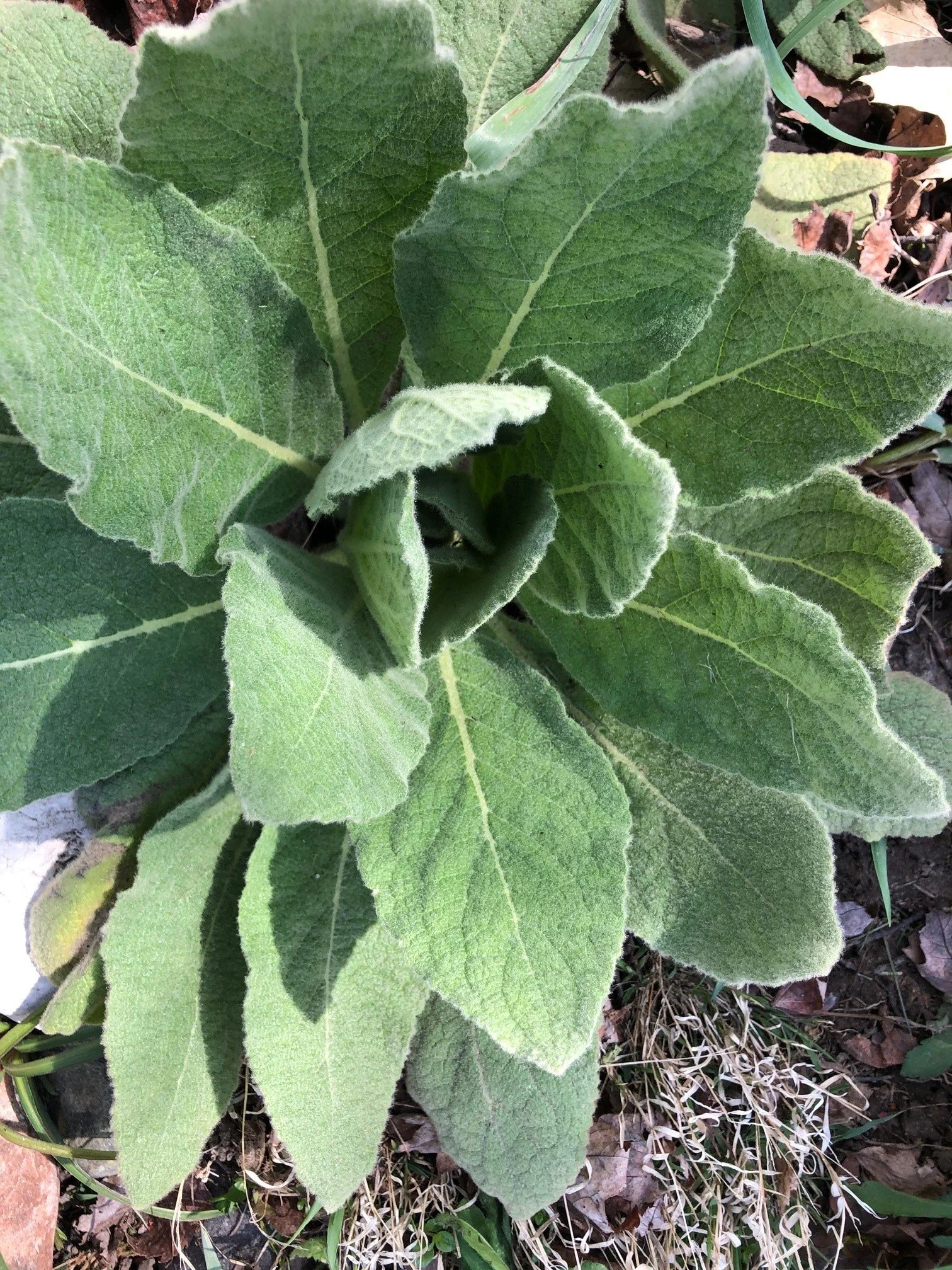 common+mullein.jpeg
