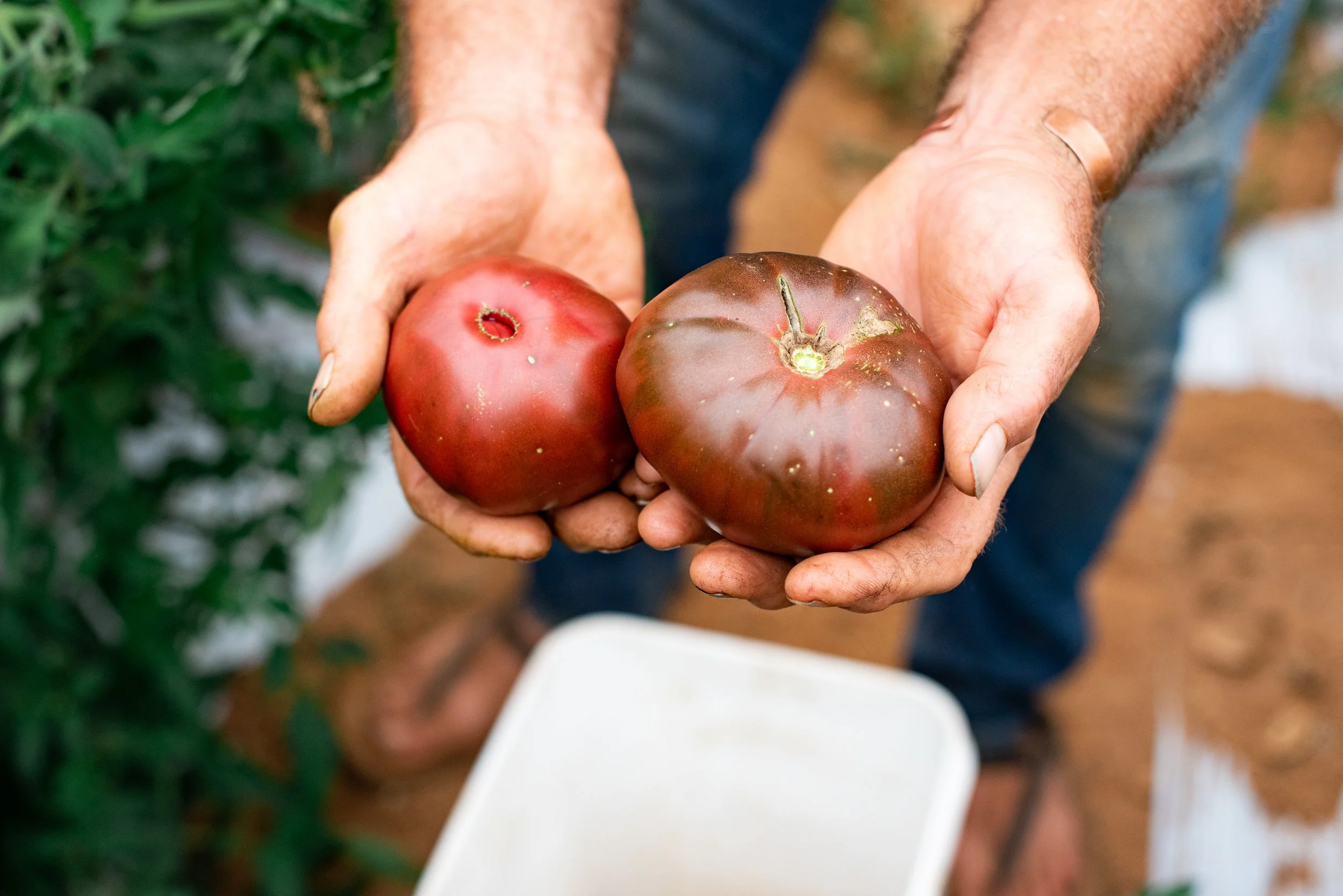2211 Crystal Organic Farm-66.jpg