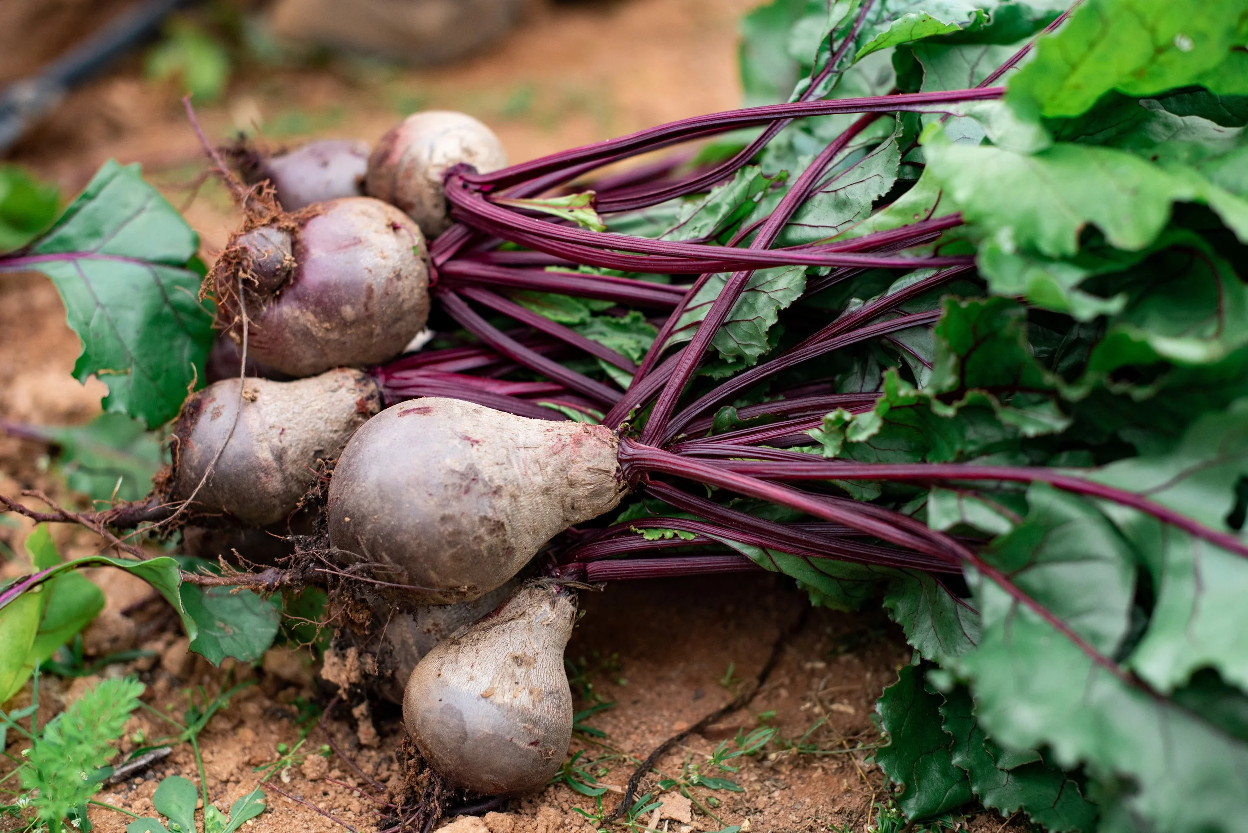 2211 Crystal Organic Farm-23.jpg