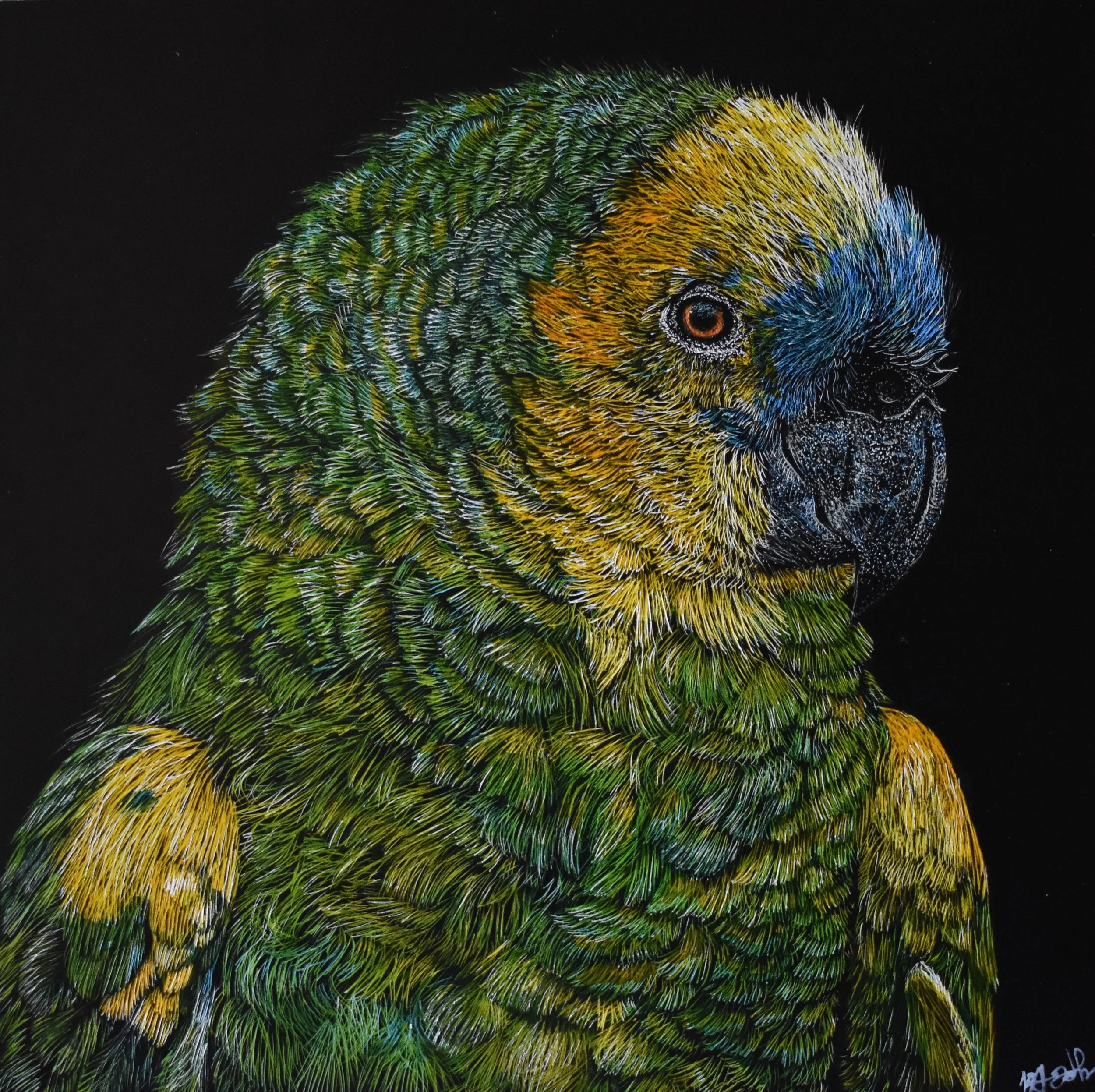Blue Fronted Amazon Parrot