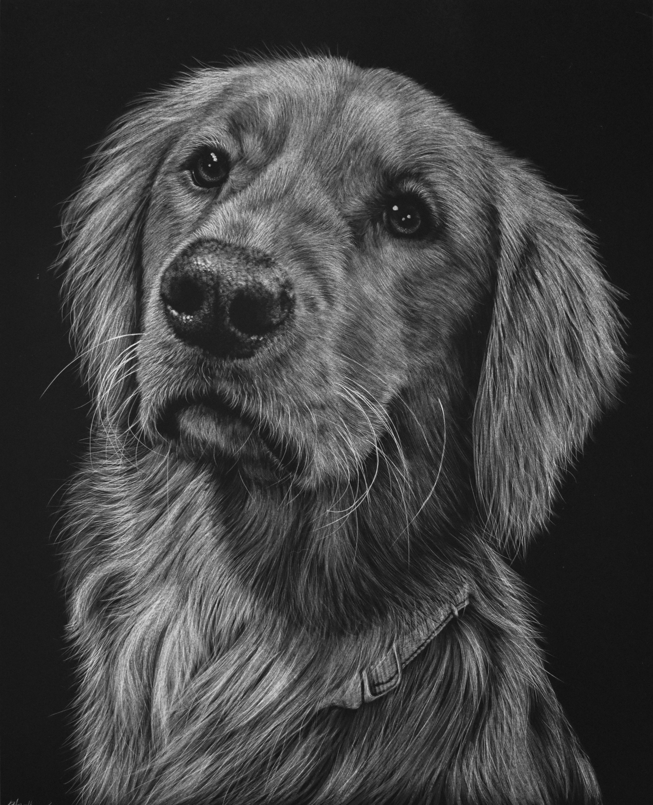 Scratchboard Portrait Drawing of Pet Dog, Mick 