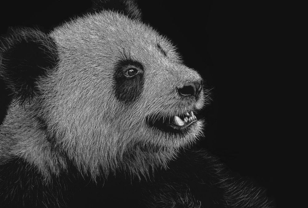 Panda 4 x 6 edited small 300 px.jpg