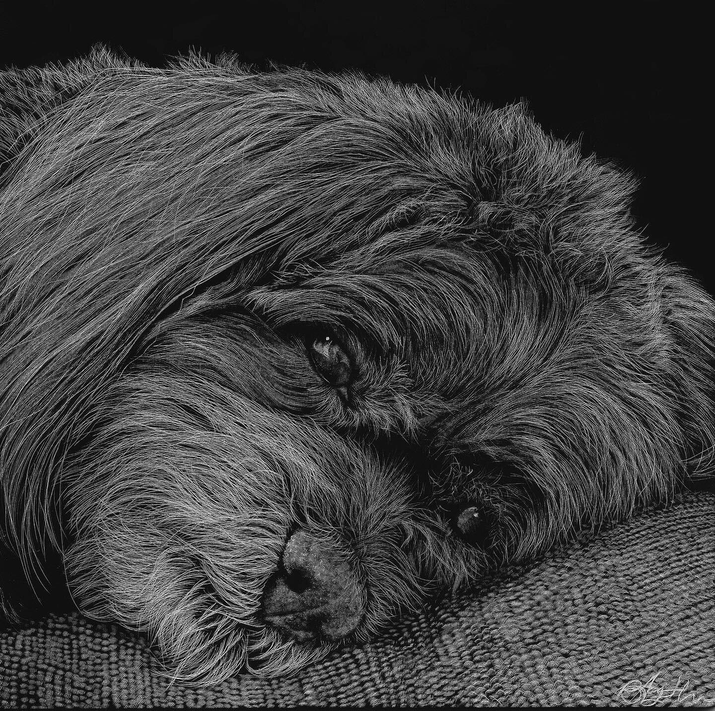 Bradley 6&rdquo; x 6&rdquo; Scratchboard, 2024.

#petportait #dogart #scratchboardillustration #scratchboardartwork #scratchboard #scratchboardart #signaturescratchboardartist #issa #madebybeejayart #brittanyjohnsonart #memorialportrait