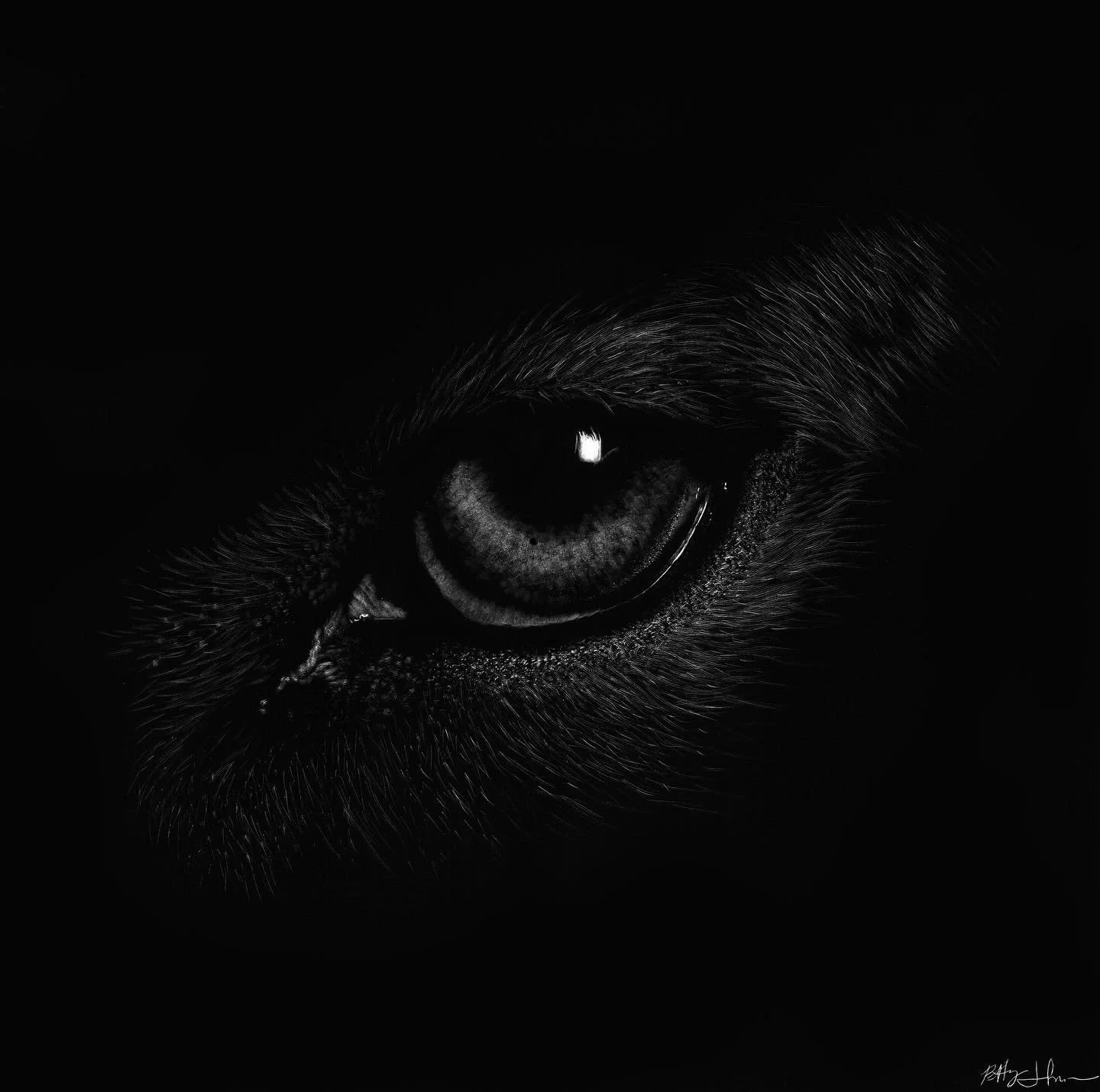 Vigil: The Canine is still available for purchase at @creativewellarts through December 20th!
If you&rsquo;ve been wanting to start (or grow) your collection, this is a great opportunity to bring home one of my original scratchboards.

#scratchboard 