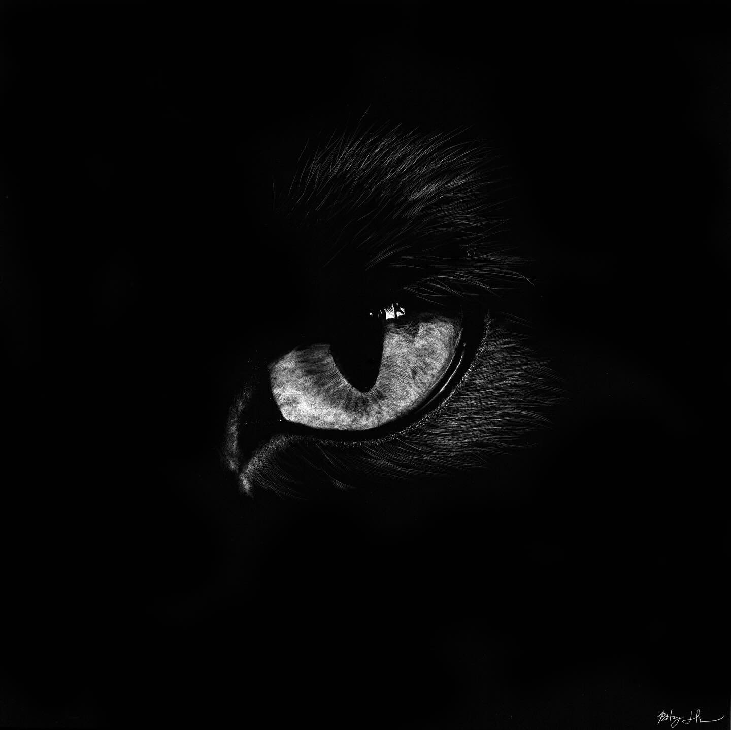 Vigil: The Feline
8 &times; 8 scratchboard on wood panel &bull; 2025

A quiet guardian emerging from the dark&mdash;
watchful, steady, and impossibly still.

The Feline found its new home within the first few minutes of the Mighty Minis opening, and 