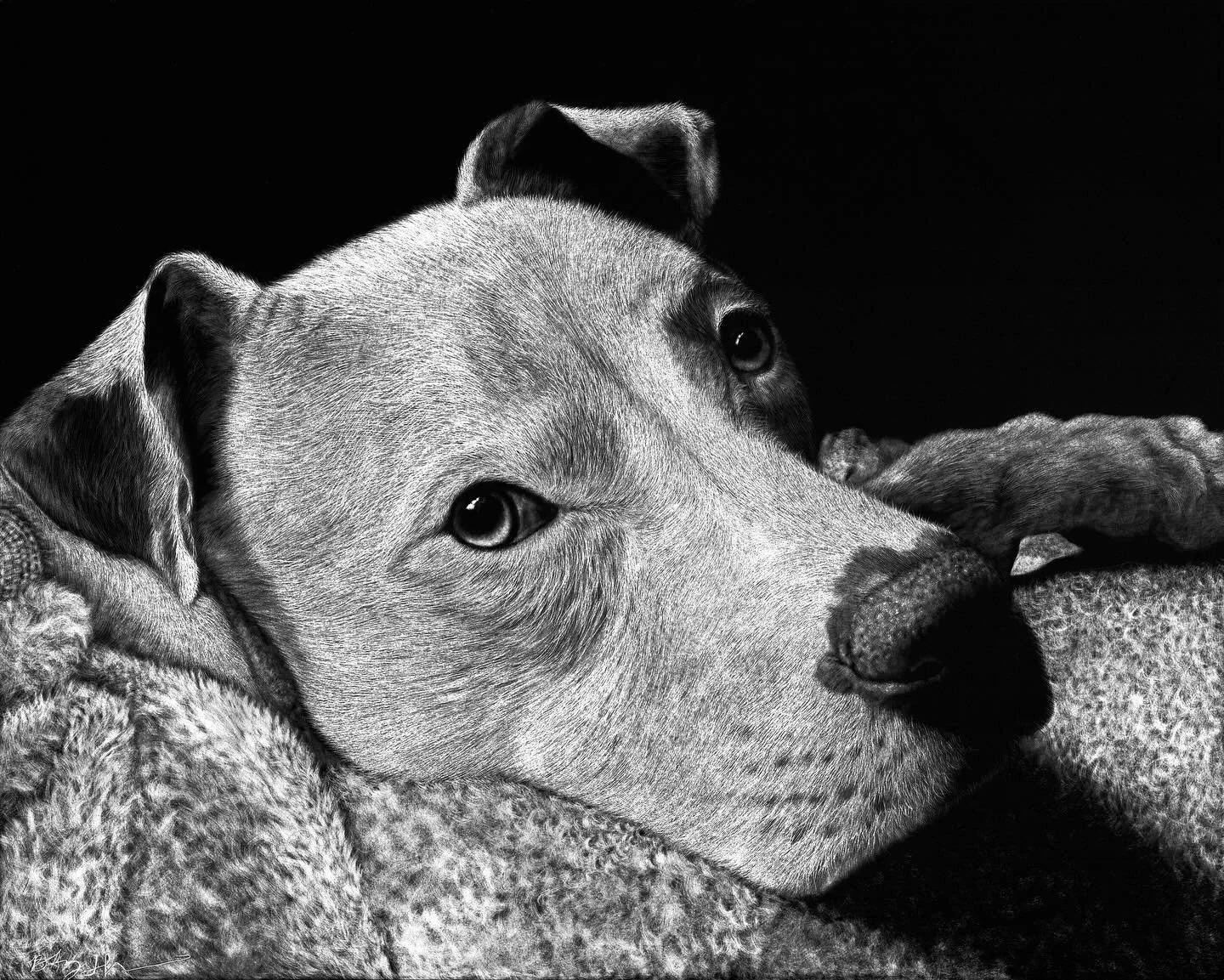 Dasha
8&Prime; &times; 10&Prime; scratchboard
2025

Sometimes with a reference photo, you just know.
This was one of those &mdash; hours spent gradually working on the white to make it just right.

#ScratchboardArt
#PetPortrait
#CommissionedArt
#Blac