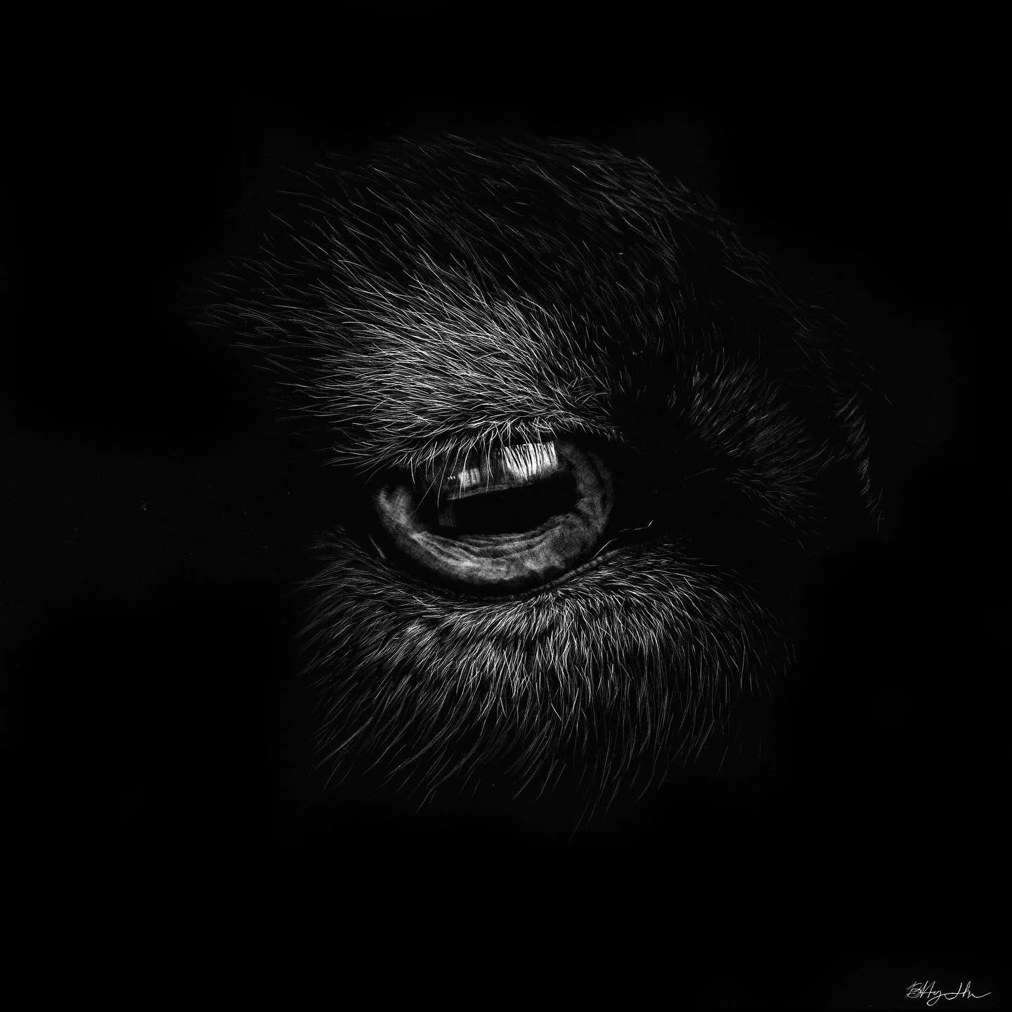 Vigil: The Caprine

Scratchboard, 8 &times; 8

Part of my Vigil series&mdash;works that focus on watchfulness, presence, and the quiet intelligence found in animal gaze.

Light revealed through subtraction, one mark at a time.

Sold

#ScratchboardArt