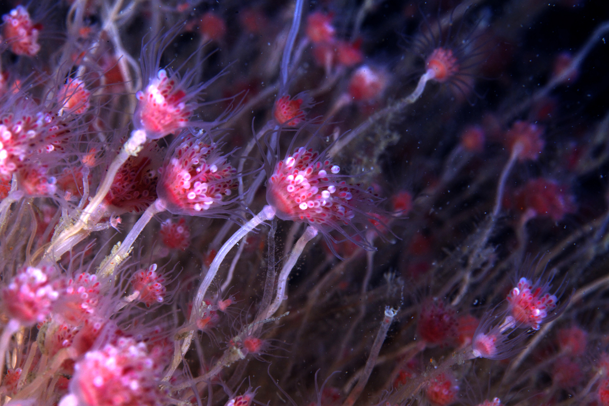 Wine glass hydroids within New York’s underwater seascape. Photo by Keith Ellenbogen.