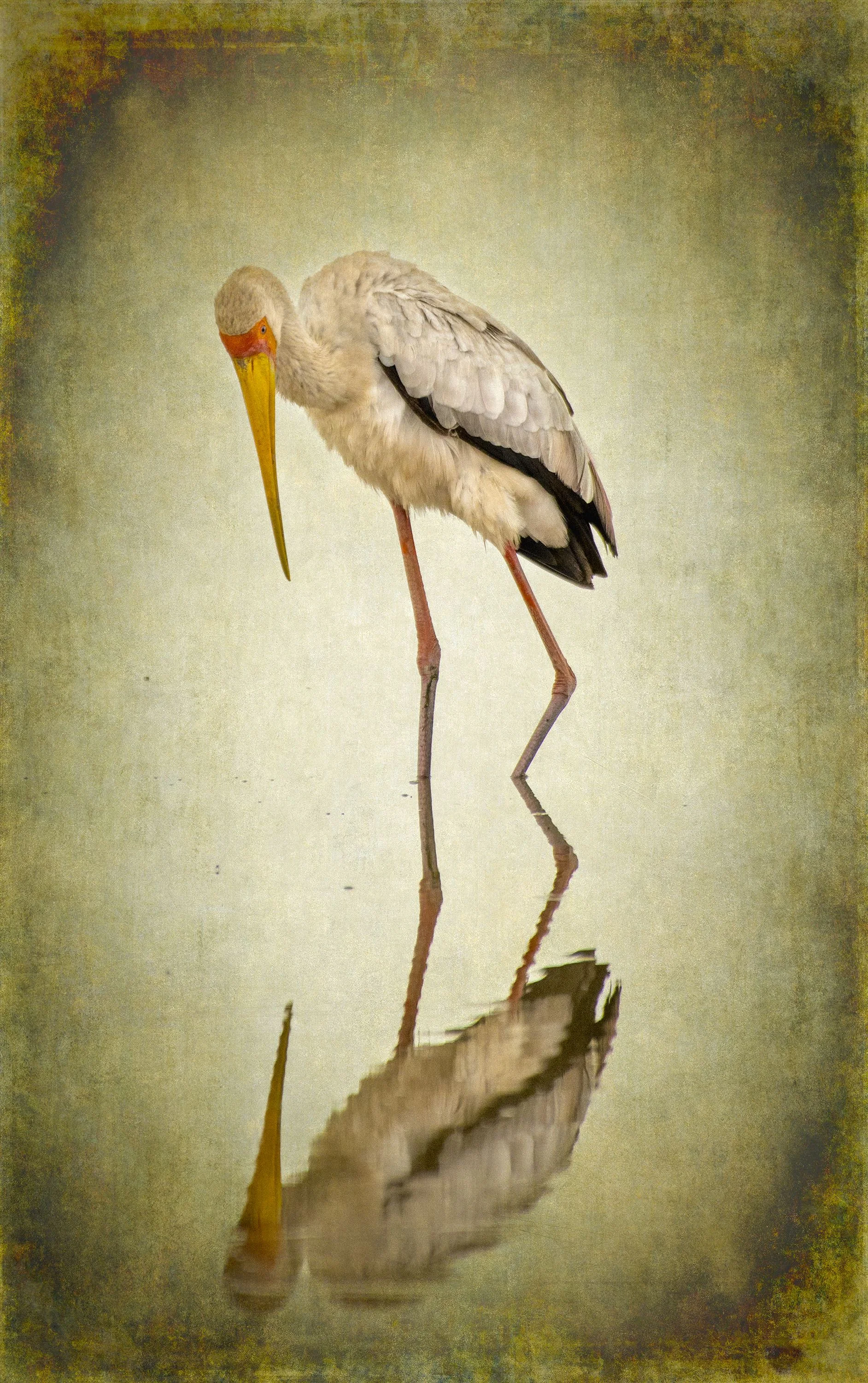 Yellow-billed Stork (reduced).jpg