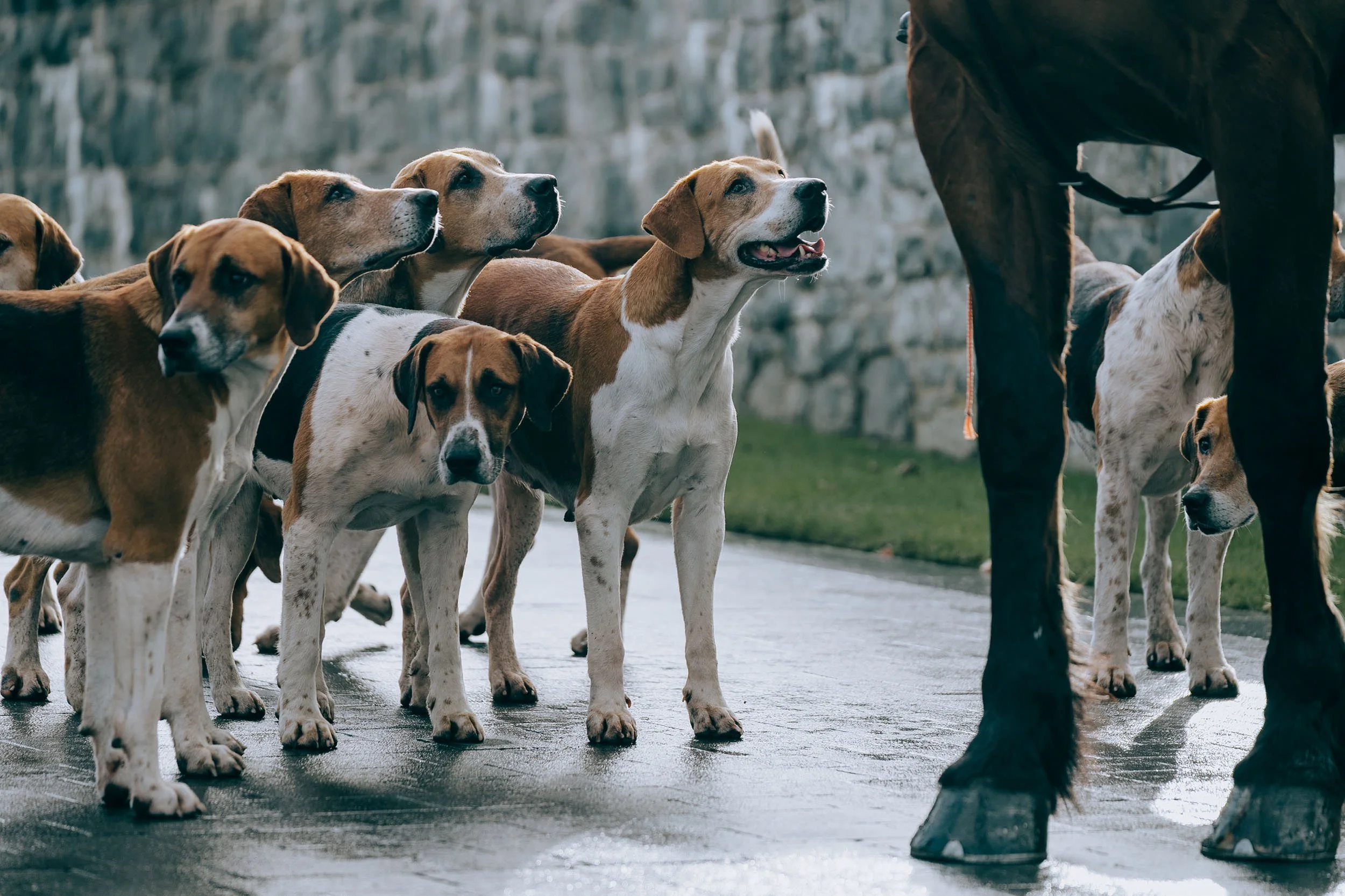 Incentive_travel_photographer_horse_hounds.jpg