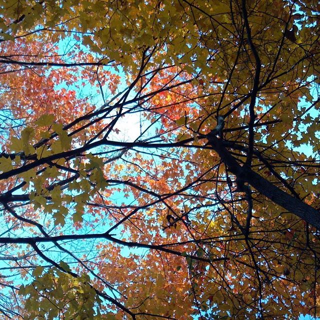 His beard, the free leaves,
Nuzzling her dancing branches.
His breath, the warm breeze.