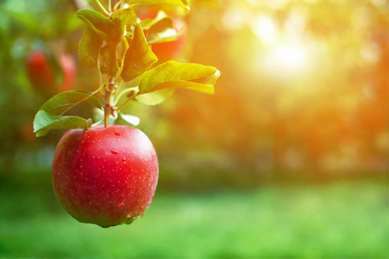 Fruit That Remains