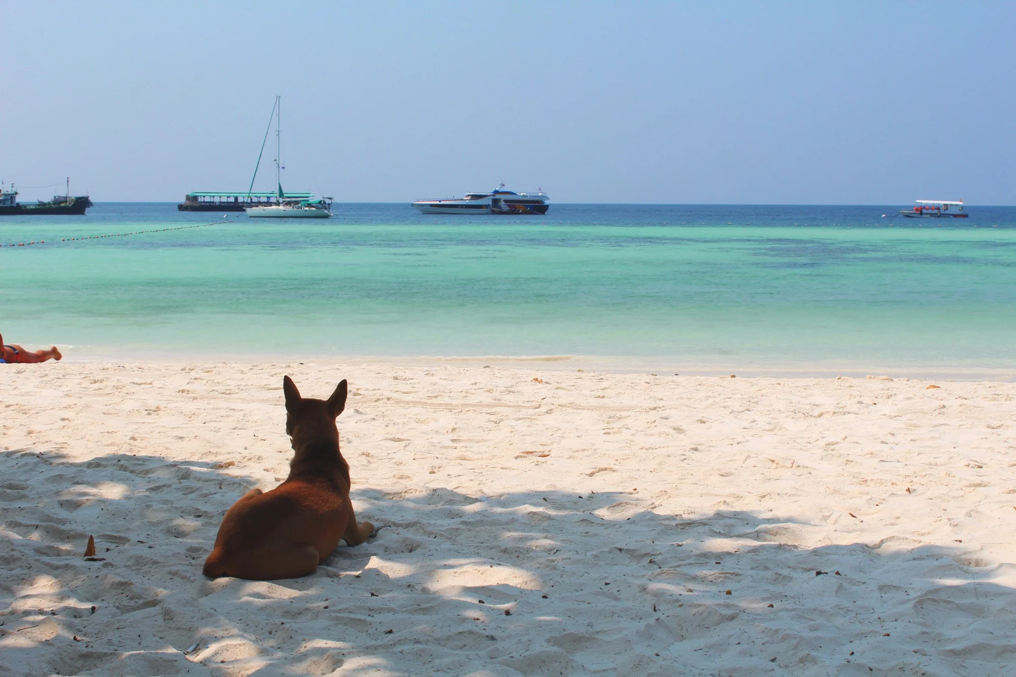 To Run With The Dogs of Thailand