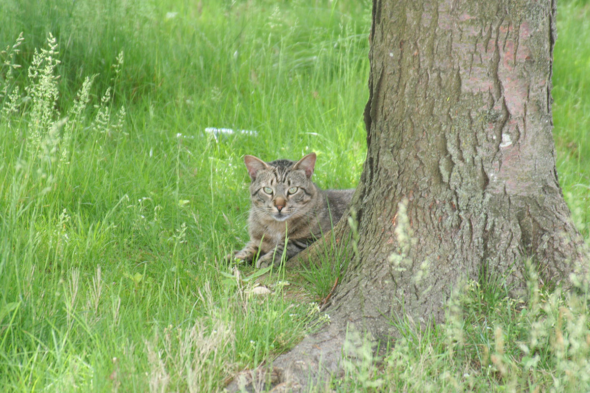 IMG_4216_crop.jpg