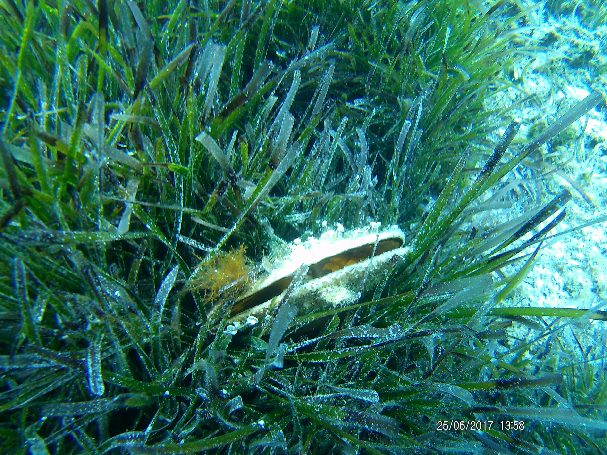 Pinna Nobils shellfish