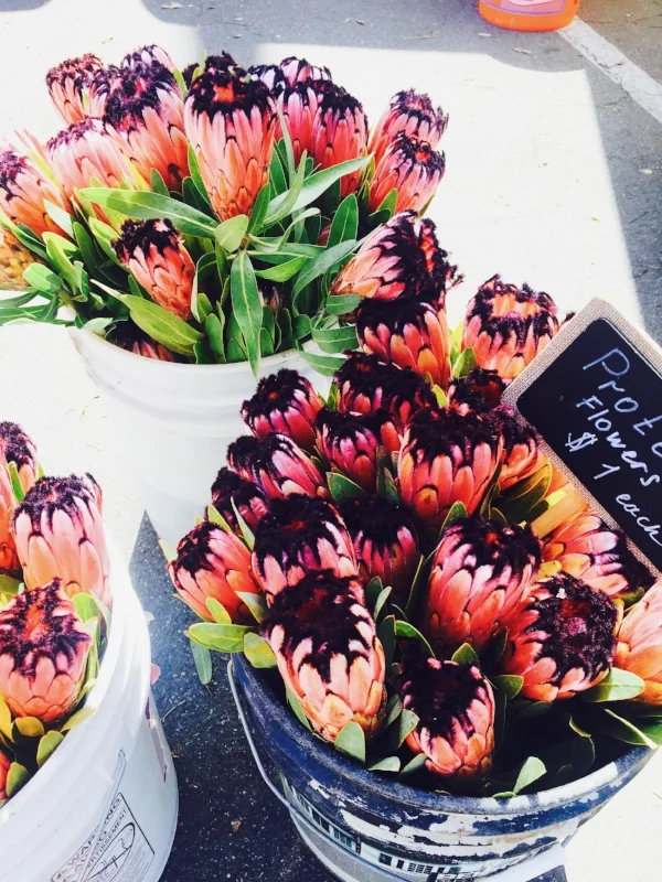 Can I take these home on the plane with me? 