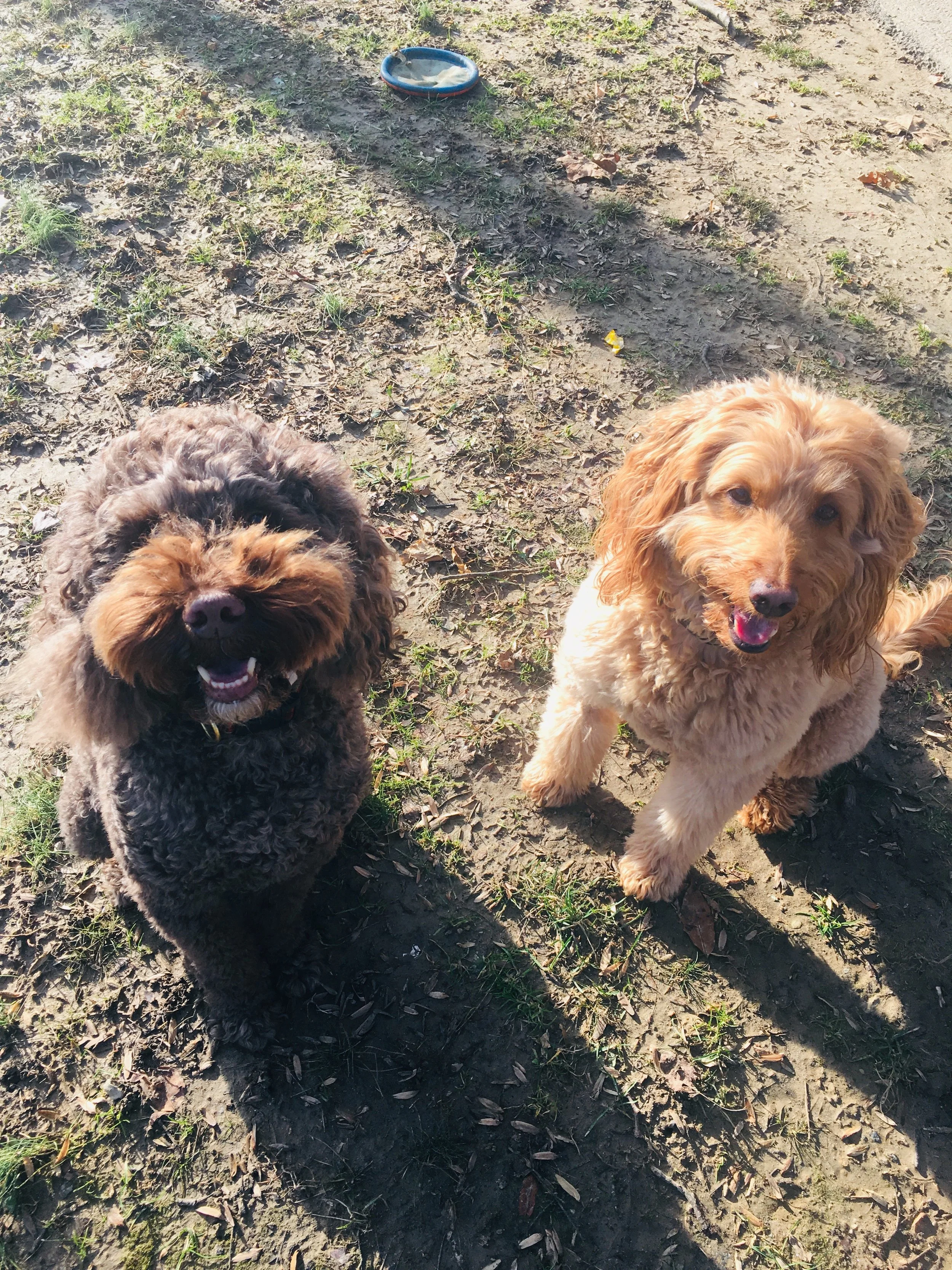Walking with my dogs. A meditative experience until a frisbee is thrown at you—but look at those smiles!