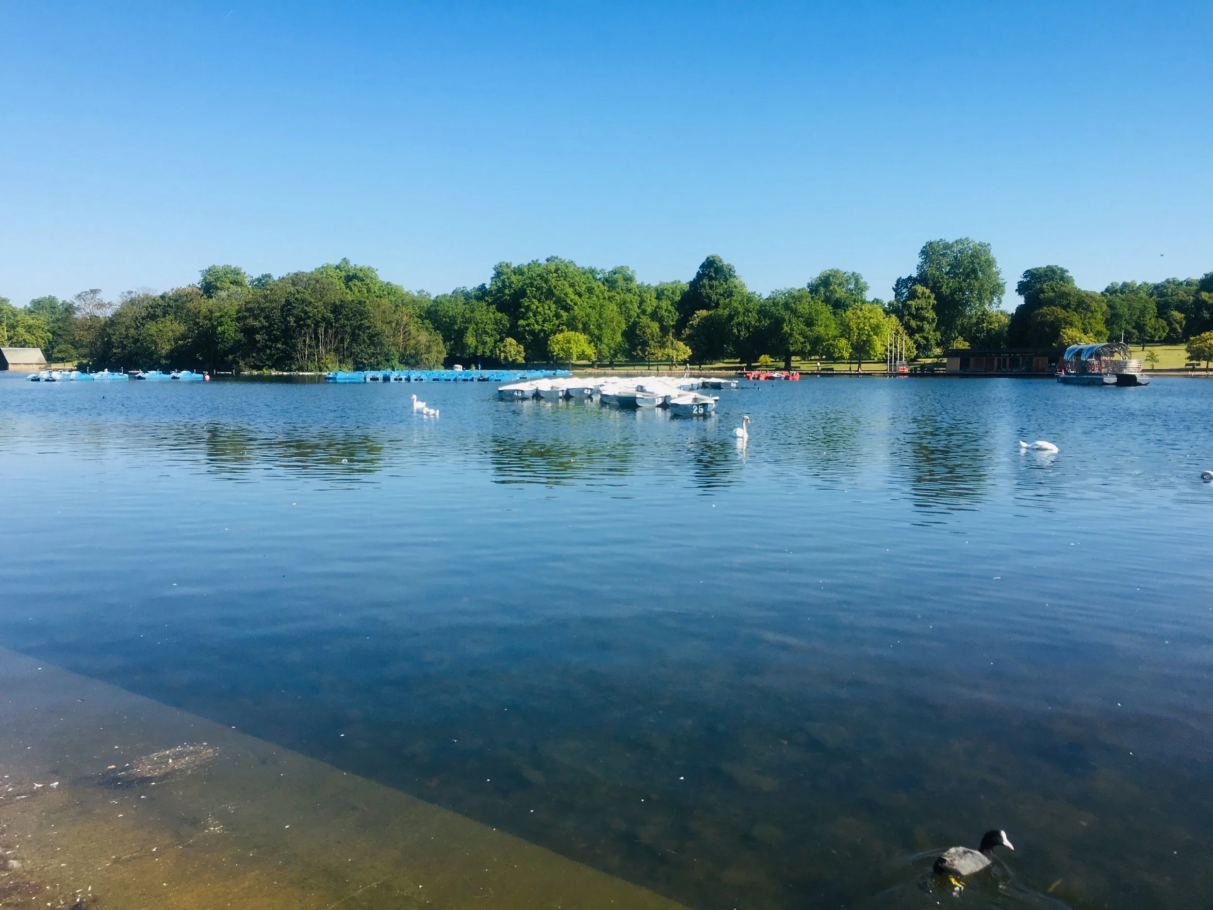 A morning in Hyde Park