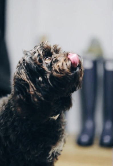 Partridge, waiting in anticipation for another of her healthy treats from The Dog Treat Company!