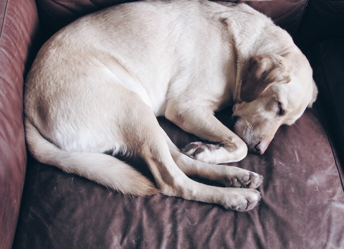 Frosty, enjoying a well earned nap after all of his tasting duties.
