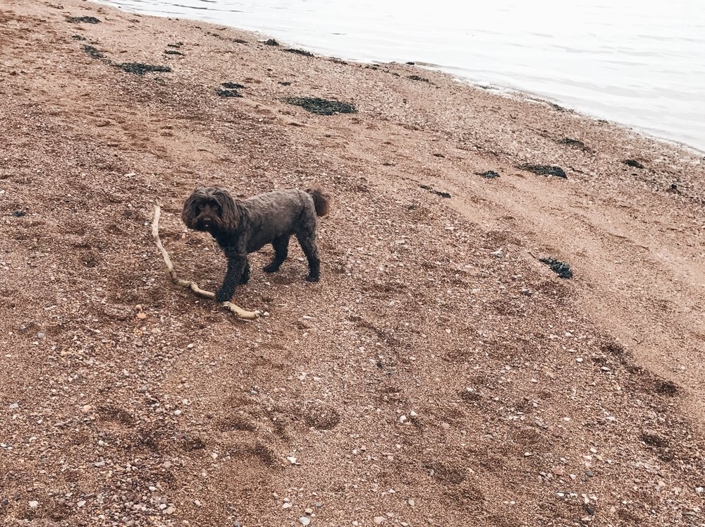 Partridge, ready to play sticks at the estuary..