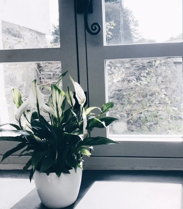 Window1.jpg