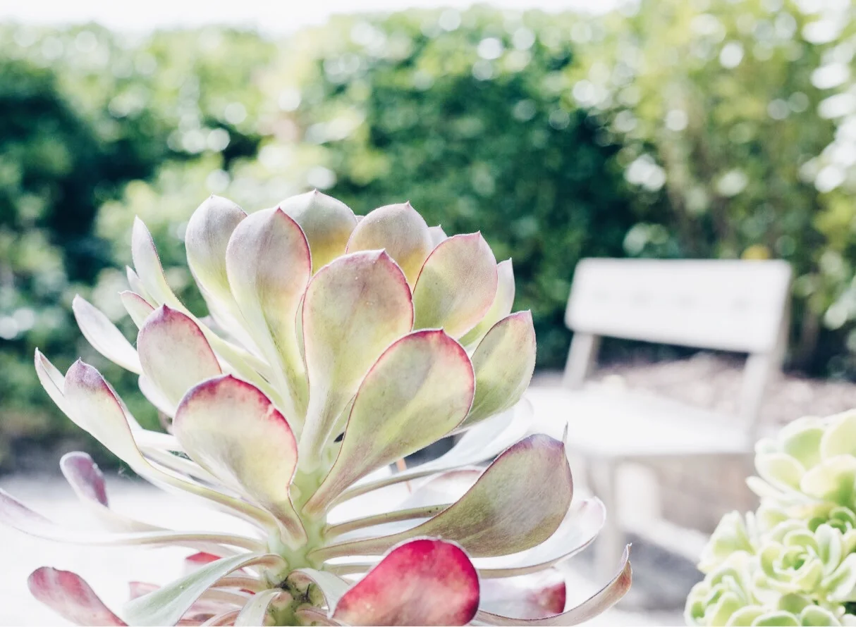 SUNDAY LUNCH WITH A VIEW AT THE MOUNT HAVEN HOTEL