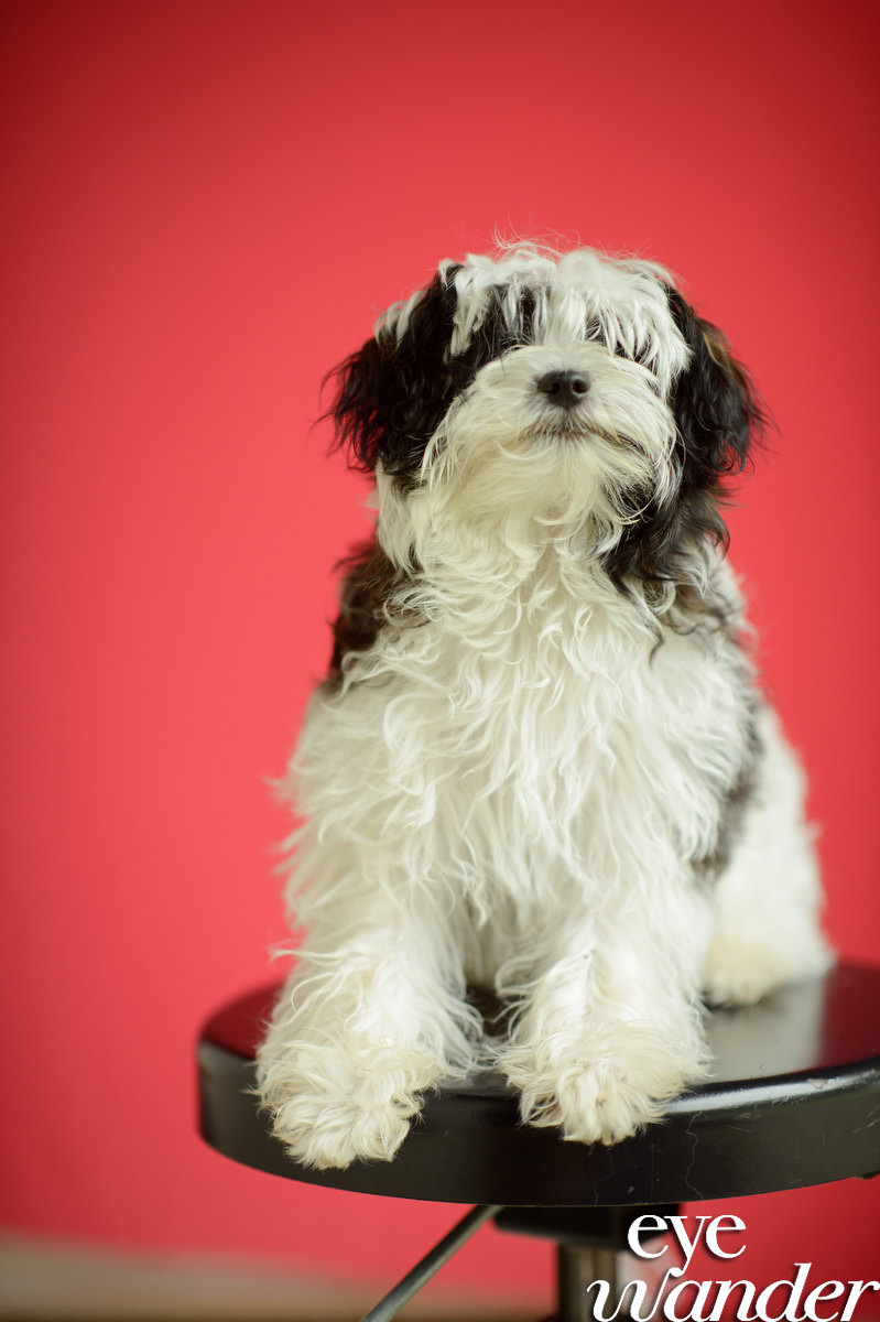 Meet Louie Bear