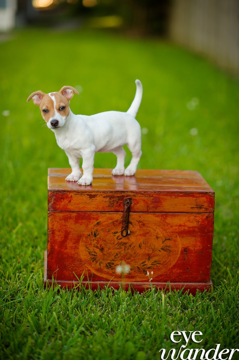 Lily as a puppy!!! Awe!! My heart melts