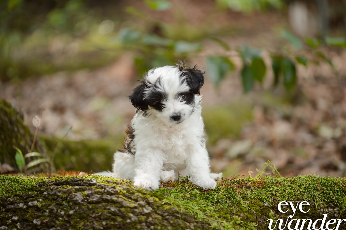 Ohh my goodness!!! Louie Bear