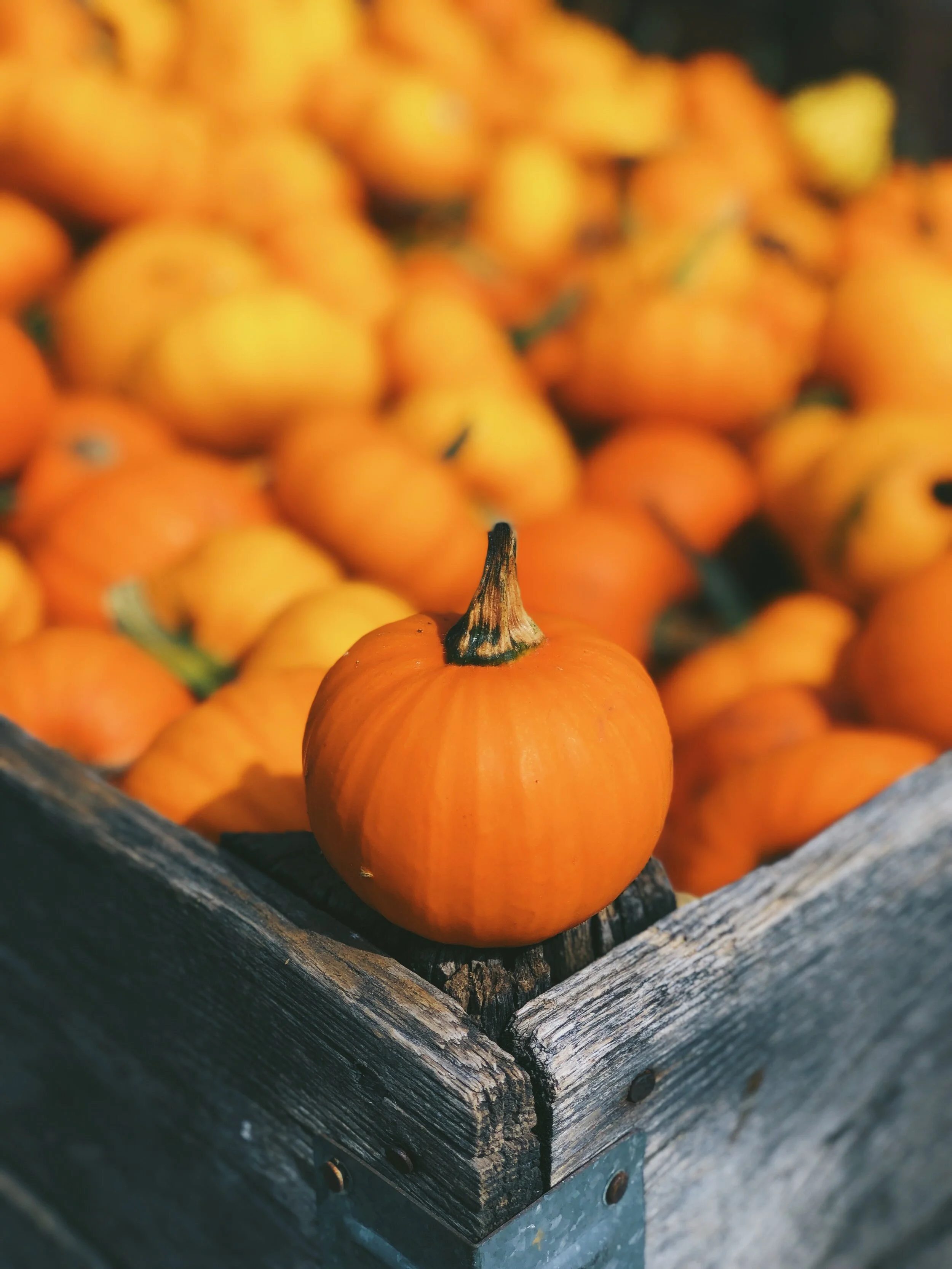 Fall Festival