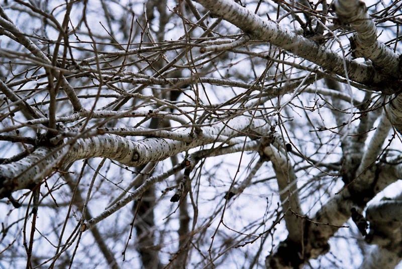 White_Branches.jpg