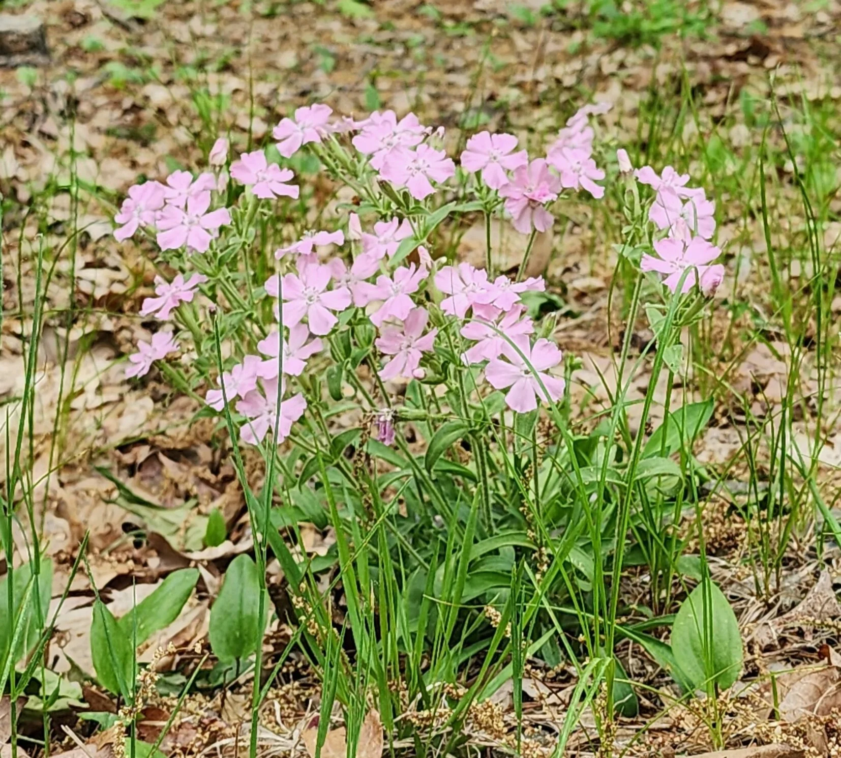 성경적인 교회를 꿈꾸면서 (n-3)