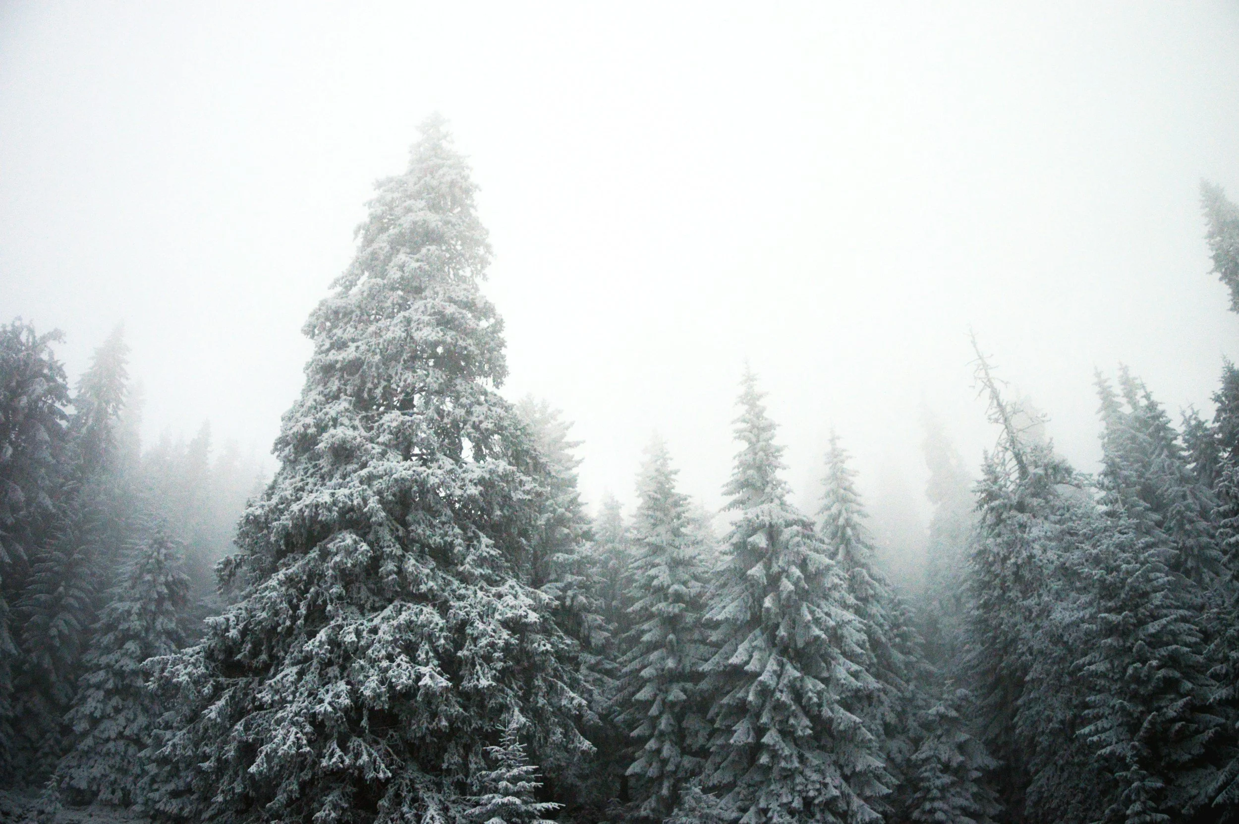 12/17  "새 생명을 창조하는 구속 - Redemption— Creating the Need it Satisfies" (고전 2)