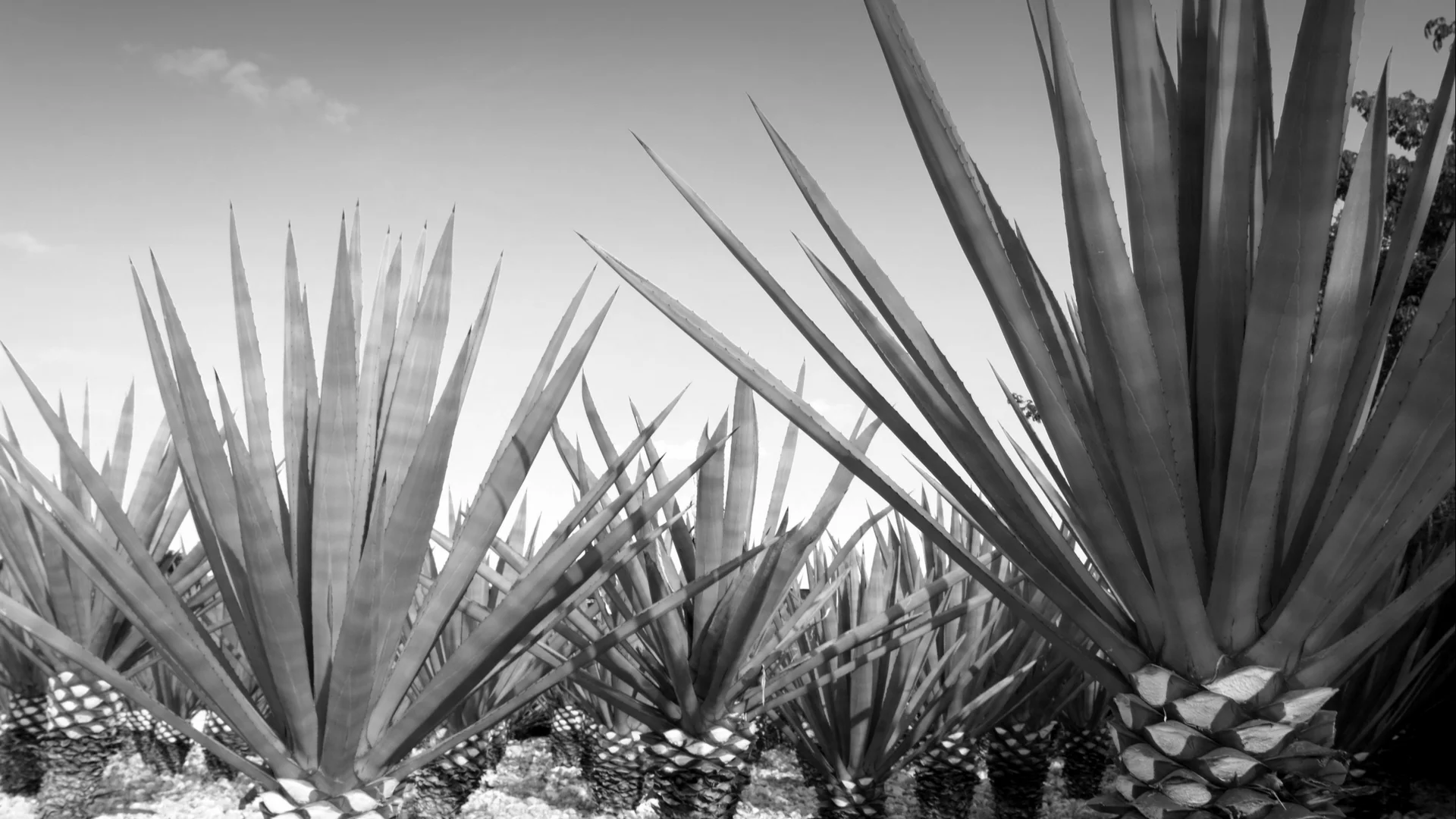 Untitled design (4).jpg