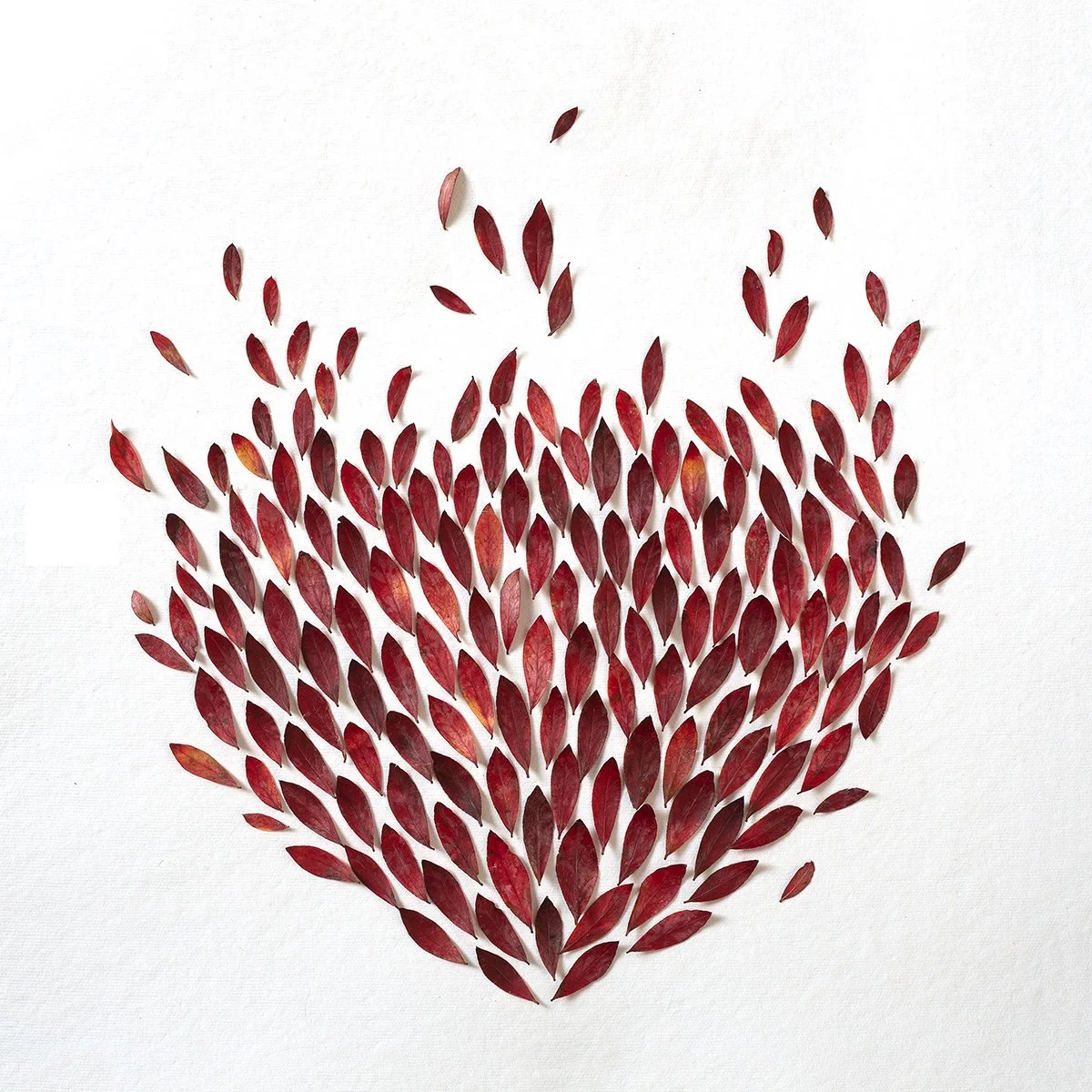 Inferno. Blueberry Leaves.